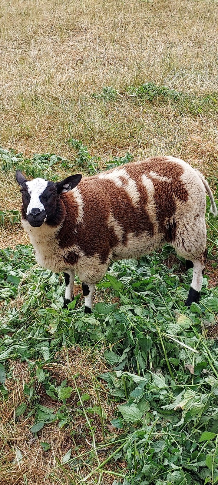 Baggerbonte bok, Dieren en Toebehoren, Schapen, Geiten en Varkens, Mannelijk, Schaap, 0 tot 2 jaar