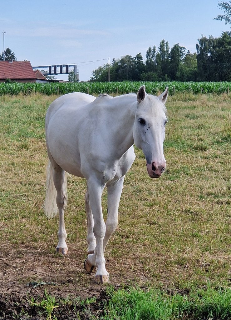 jument de compagnie, Avec puce électronique, 11 ans ou plus, Moins de 160 cm, Ne s'applique pas