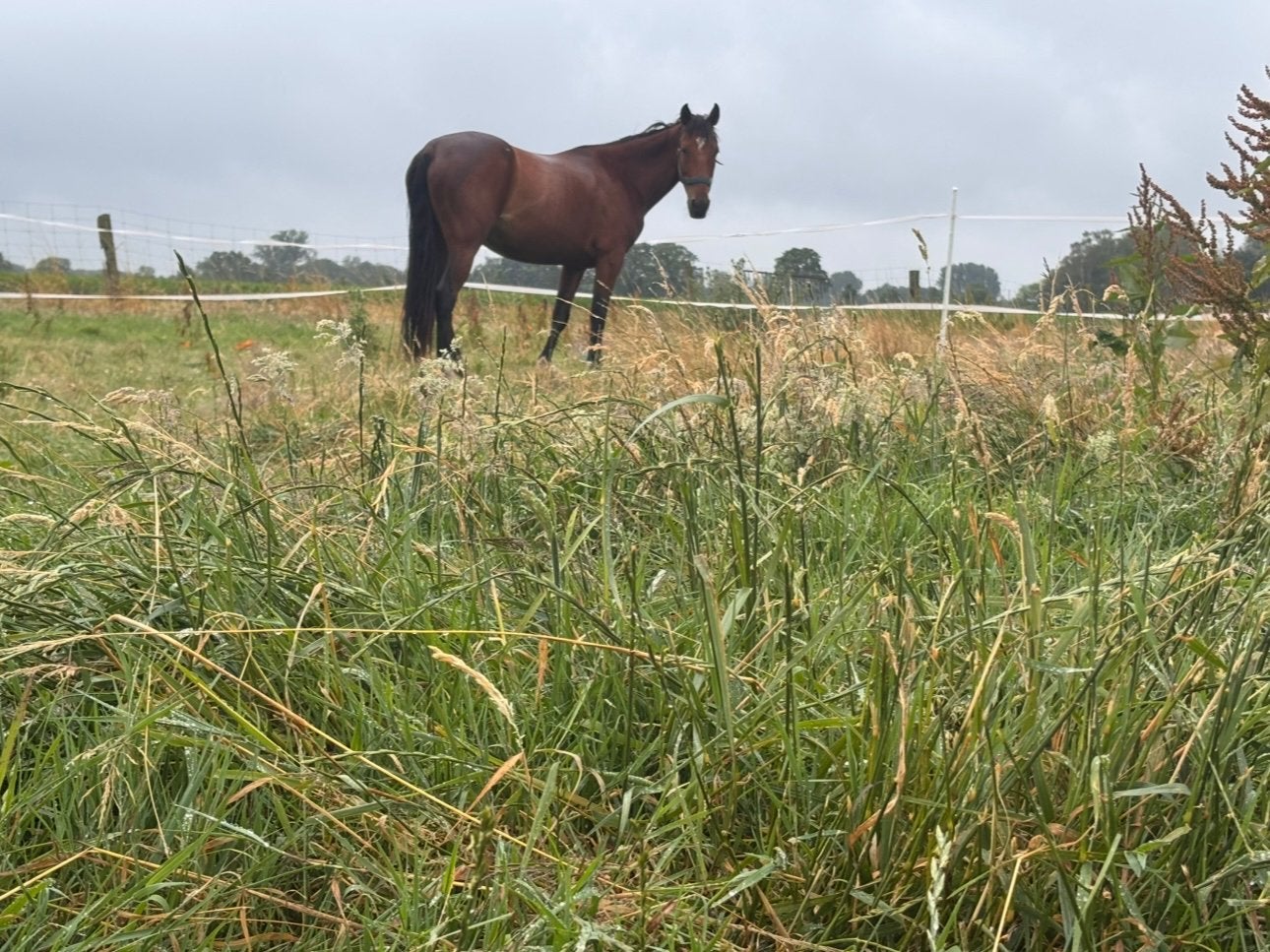 France draver, Zadelmak, 3 tot 6 jaar, Recreatiepaard, Merrie