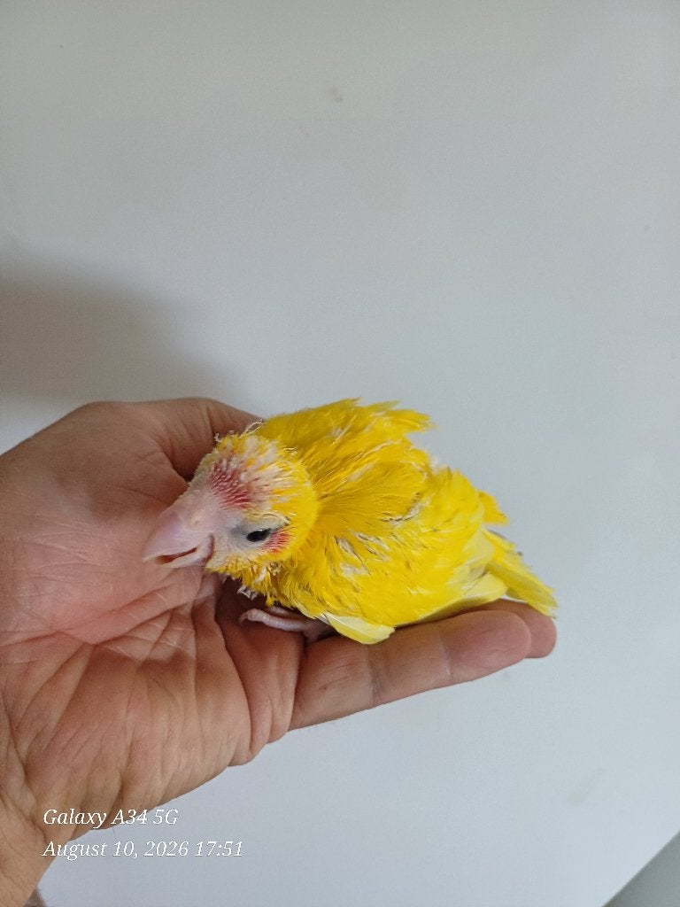 Gele kakariki om verder met de hand groot te brengen, Dieren en Toebehoren, Parkiet, Tam
