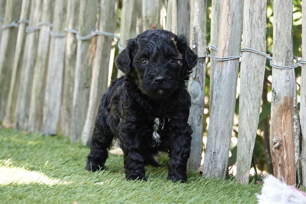 Prachtige Lagotto Romagnolo pups (Italiaanse waterhond), België, Overige rassen, CDV (hondenziekte), 8 tot 15 weken