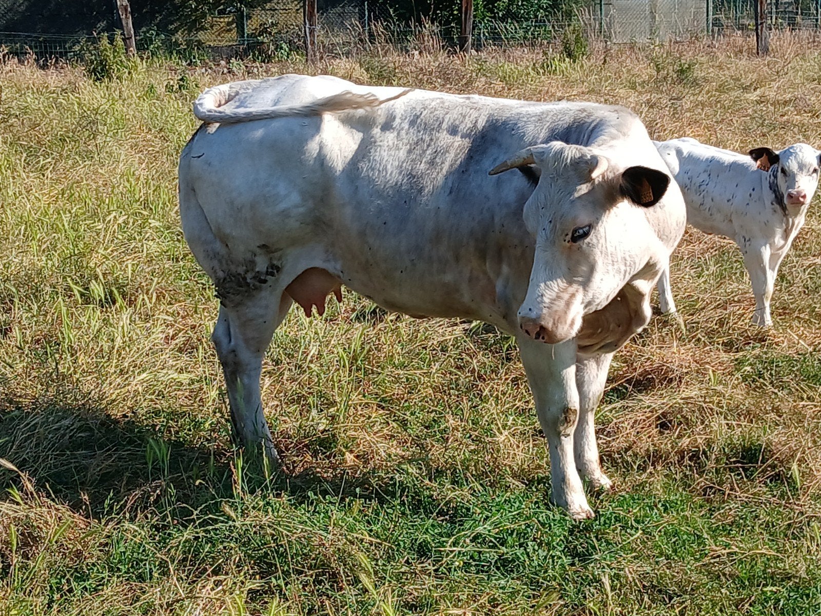 Mooie vaars, Dieren en Toebehoren