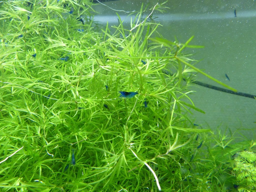 Blue Velvet Garnalen, Dieren en Toebehoren, Kreeft, Krab of Garnaal, Zoetwatervis, Schoolvis