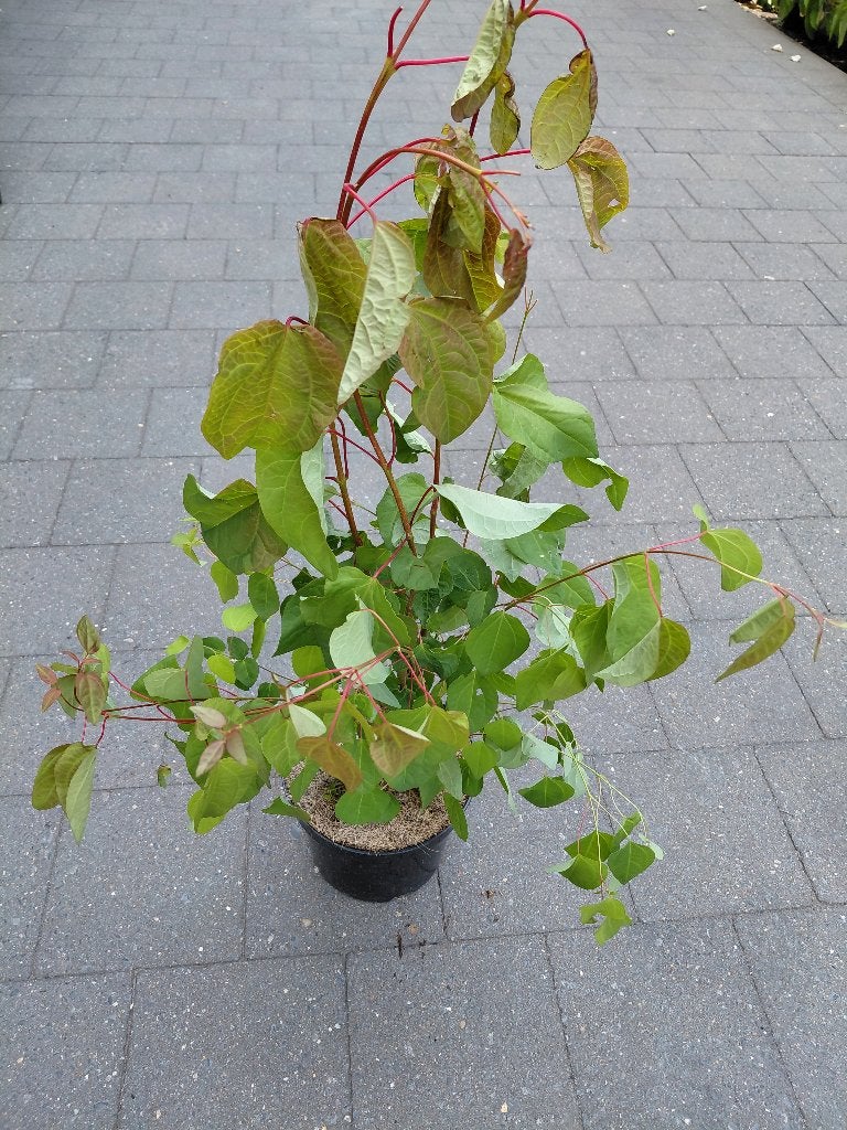 Cercidophyllum Japonicum, Enlèvement