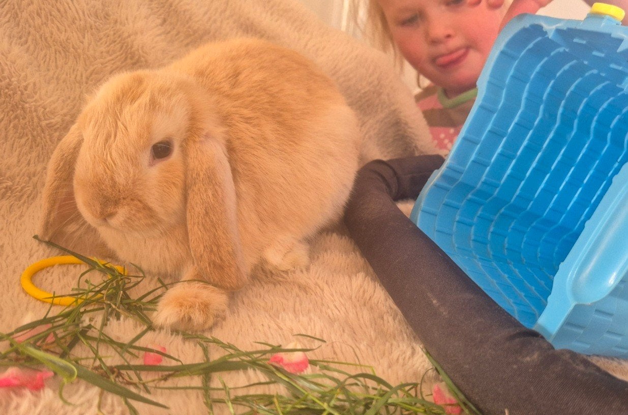 Rammetje NHD konijn. 10 weken oud, Dieren en Toebehoren, Konijnen, Mannelijk, Dwerg, Hangoor, 0 tot 2 jaar
