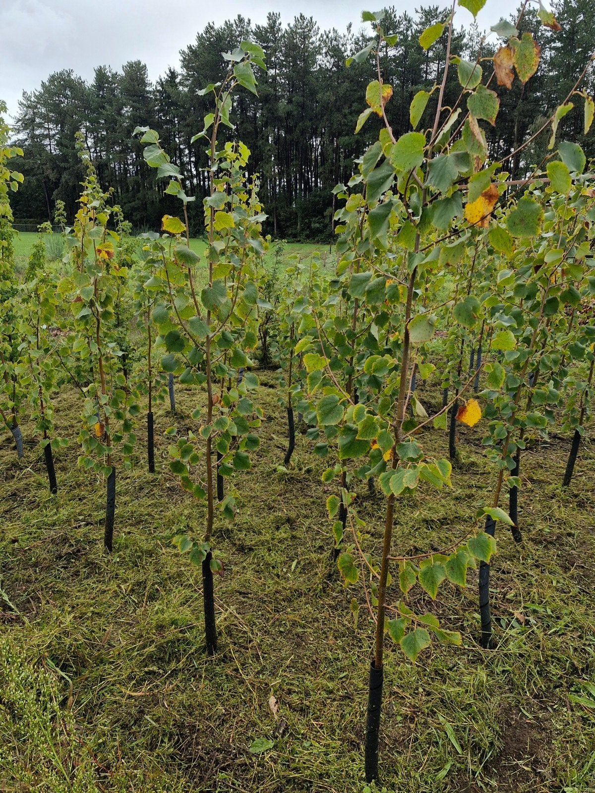 tilleul d'hiver - Linden Greenspire, Jardin & Terrasse, Enlèvement, Été, 100 à 250 cm