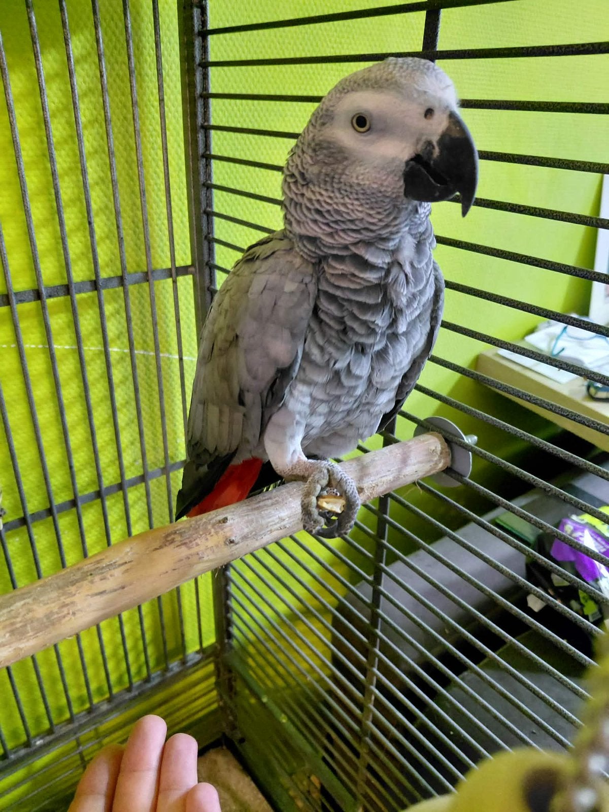 Gris du gabon, Femelle, Perroquet, Parleur