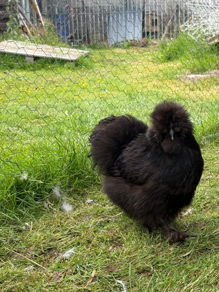 USA Zijdehoen, Dieren en Toebehoren