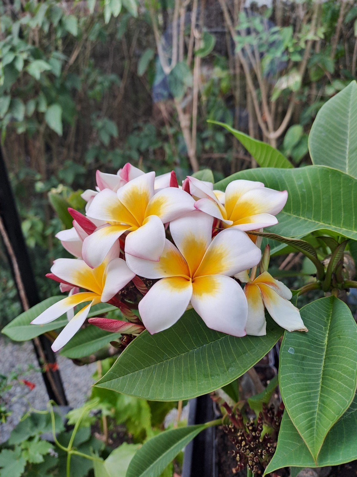 Tempelboom, Frangipani ( plumeria Rubra), Tuin en Terras, Ophalen of Verzenden, Vaste plant, Volle zon