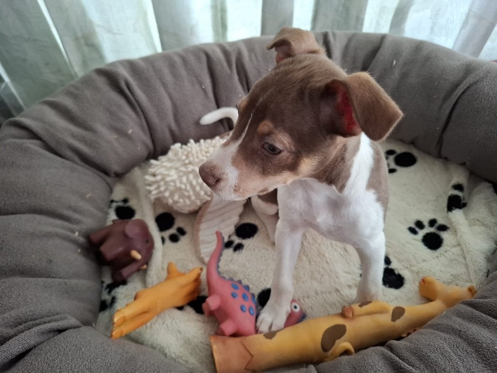 Boerenfox pup