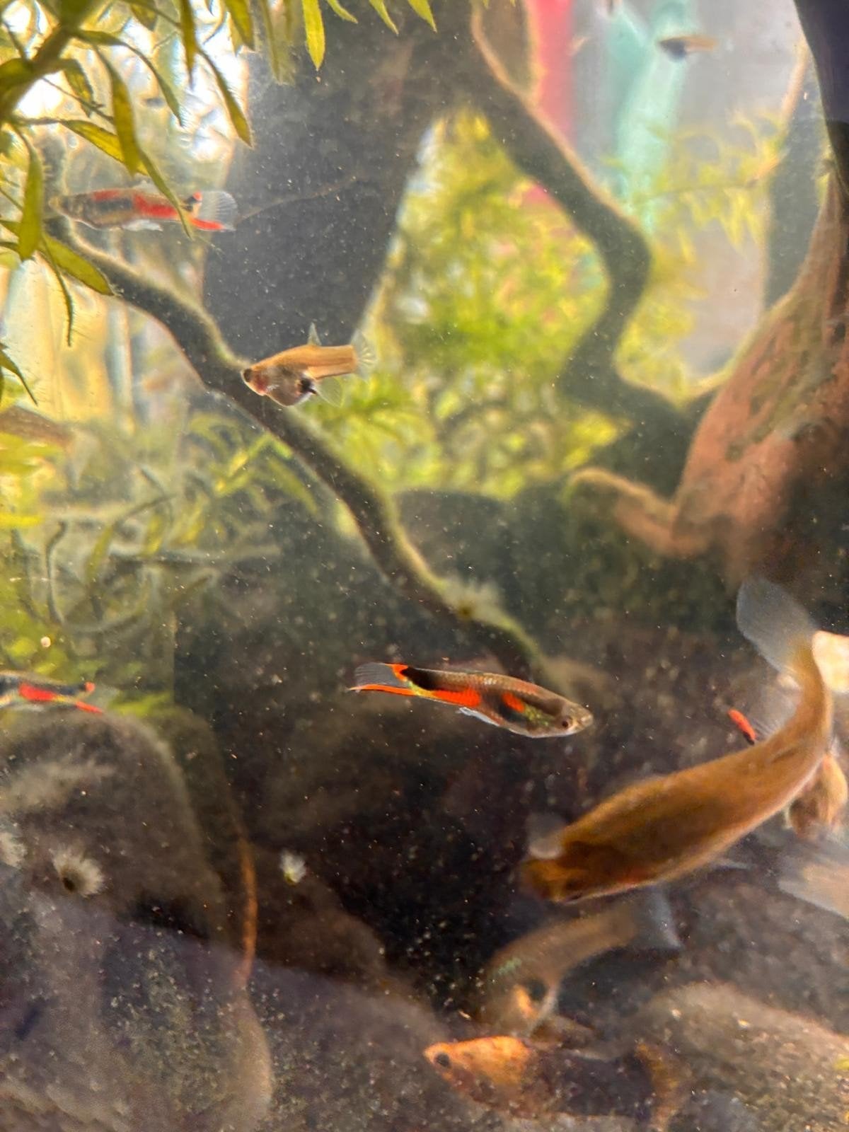guppy's endler, Dieren en Toebehoren