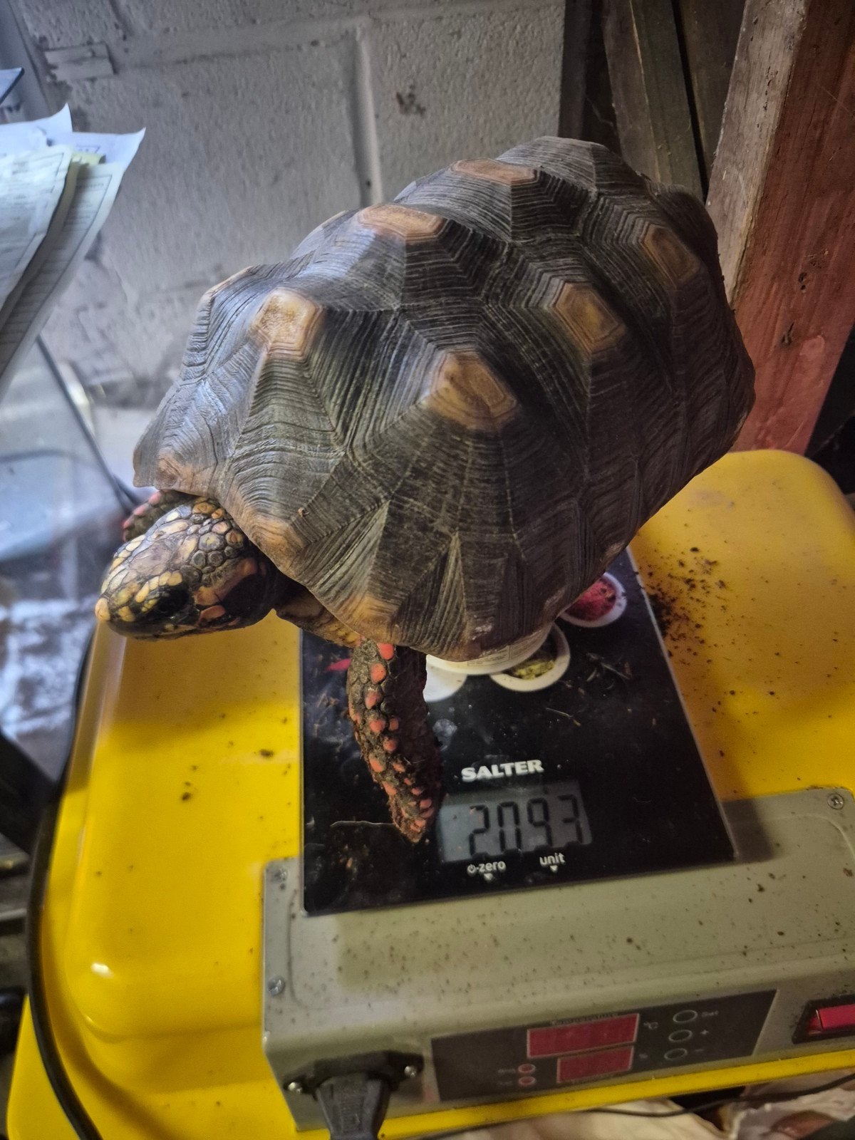 tortue charbonnière, Animaux & Accessoires