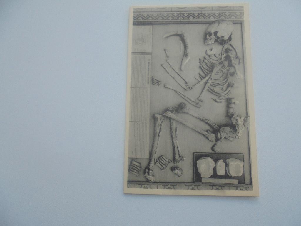 brussel historisch  museum- geraamte, Verzenden, 1940 tot 1960, Ongelopen, Overige thema's