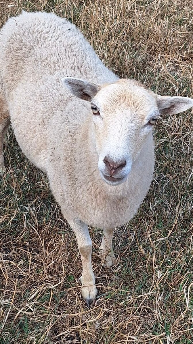 Lieve en mooie Ouessant ooi (schaap) - 1 jaar oud, Femelle, Mouton, 0 à 2 ans