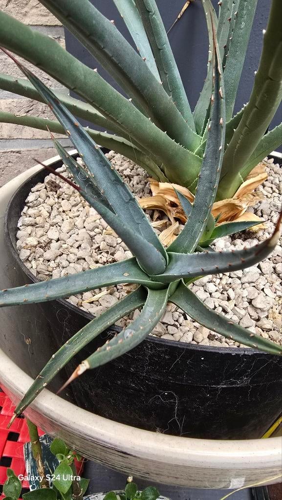 Agave utahensis var discreta zeldzaam collecters item, Ophalen of Verzenden