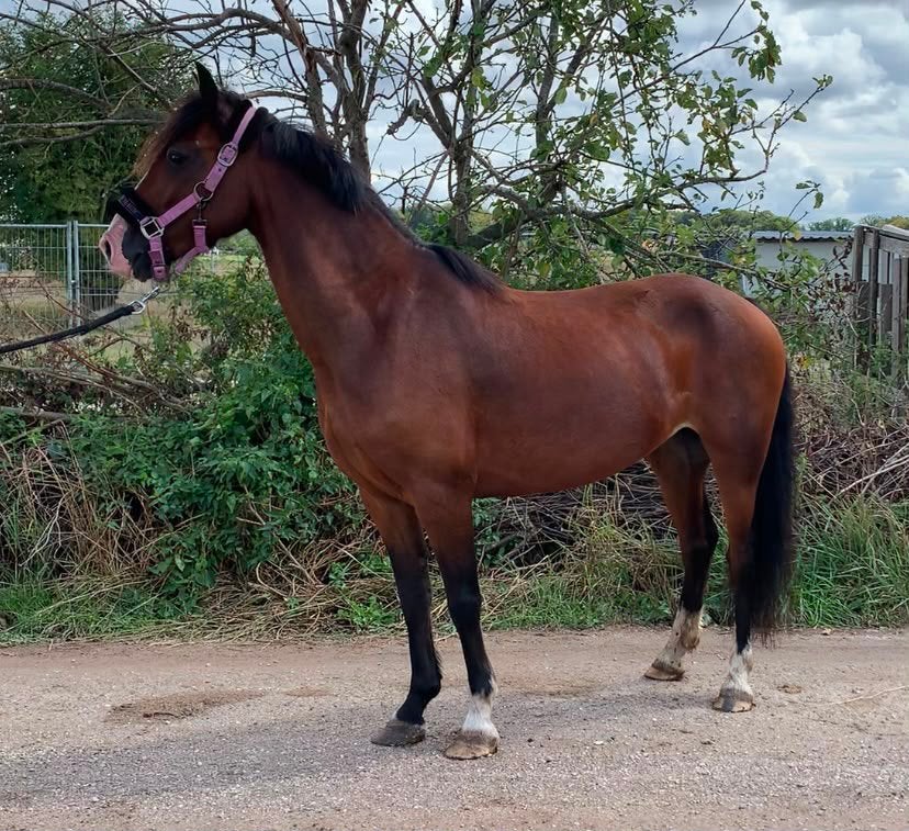 Prachtige pony, Dieren en Toebehoren, Pony's, Merrie