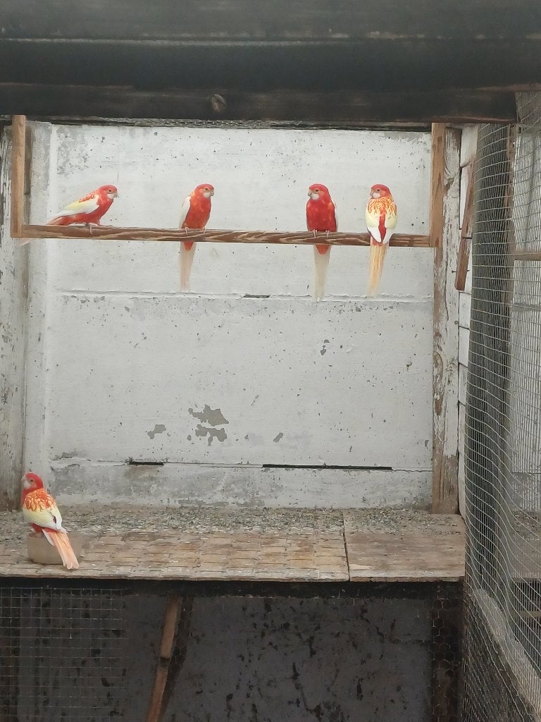 Rosella's, Dieren en Toebehoren, Vogels | Parkieten en Papegaaien, Meerdere dieren, Parkiet, Geringd