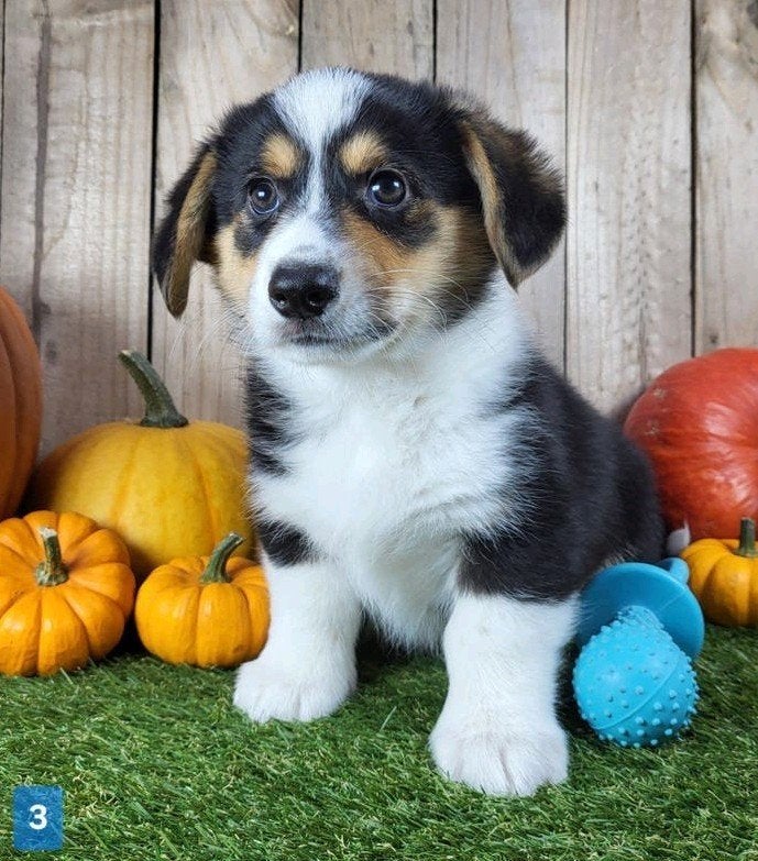 Welsh Corgi Cardigan pups / Corgi pups, Dieren en Toebehoren, België, Overige rassen, CDV (hondenziekte), 8 tot 15 weken