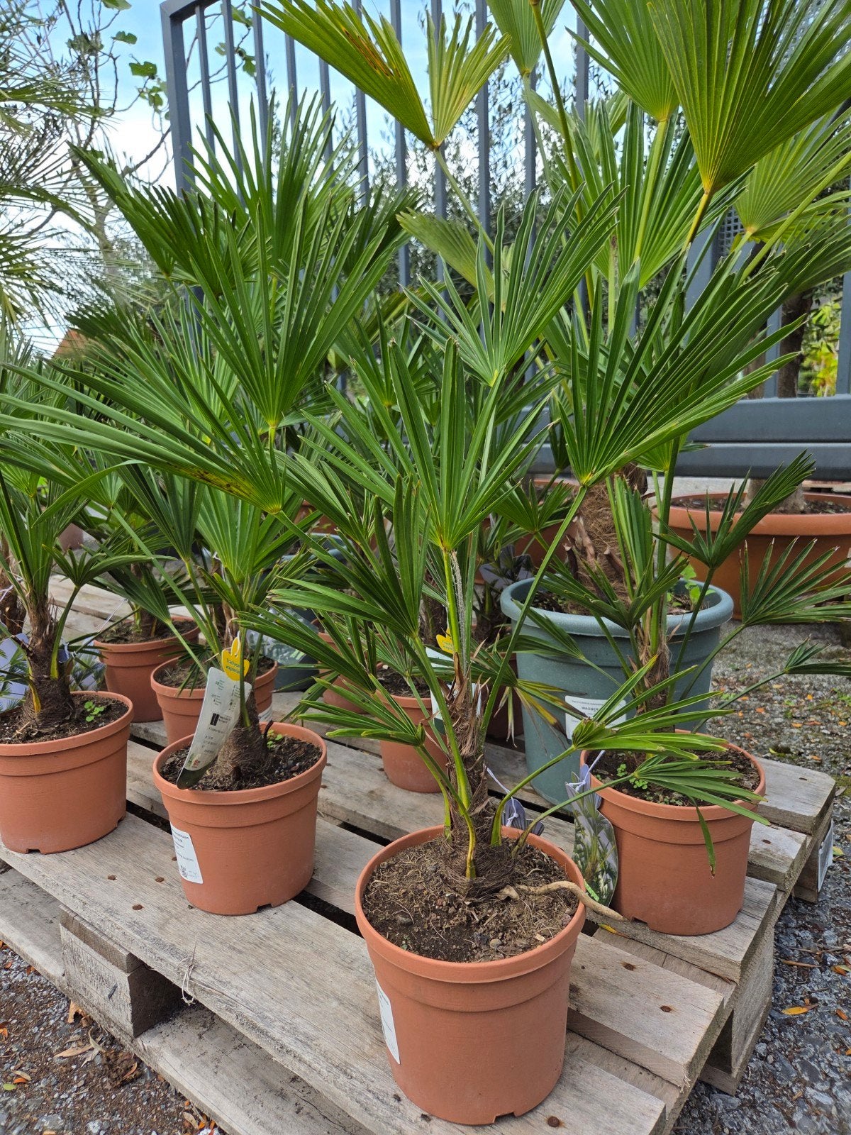 Palmboom Trachycarpus Wagnerianus, Tuin en Terras, Ophalen, Halfschaduw, Palmboom