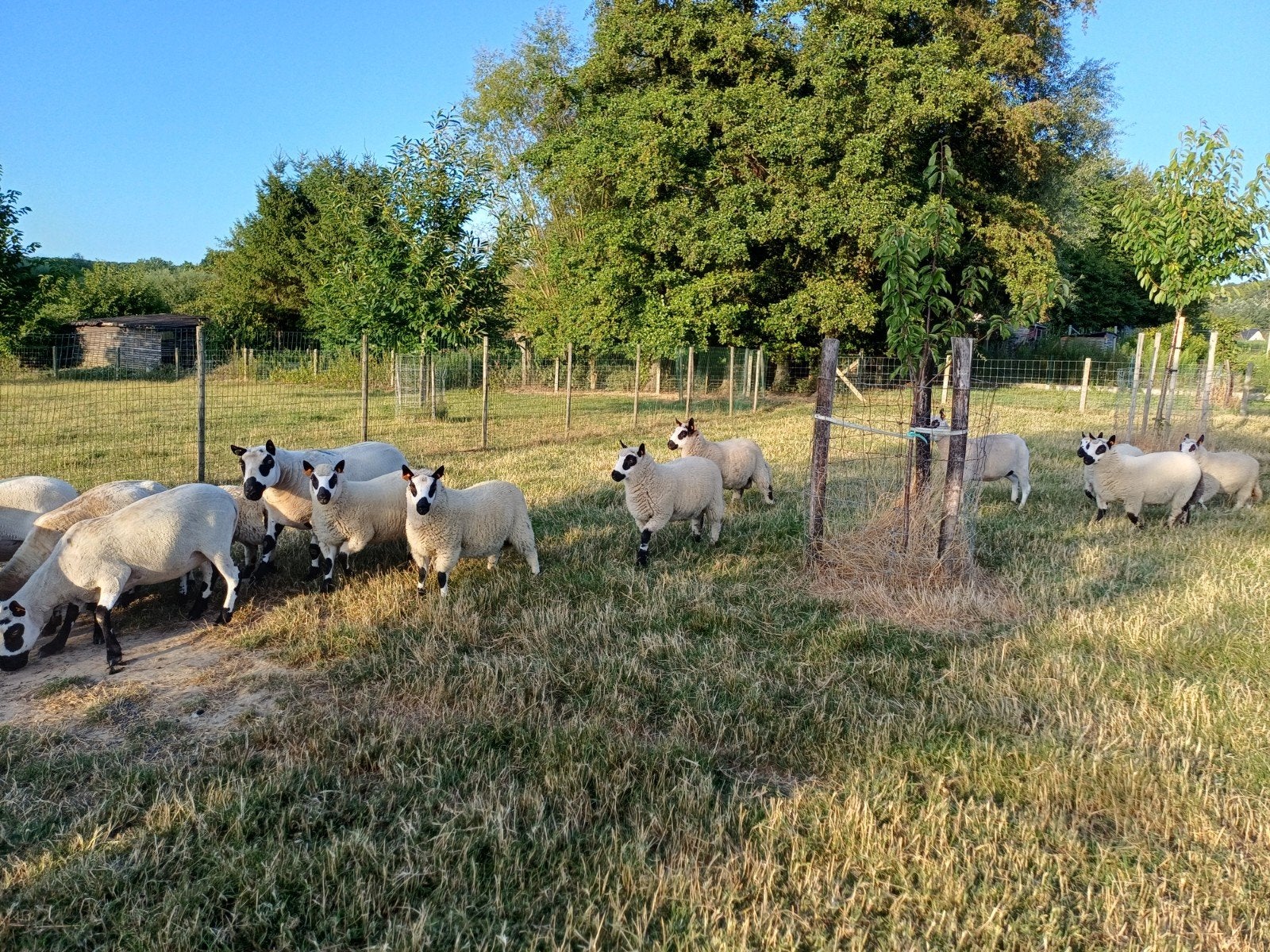 kerry hill rammen