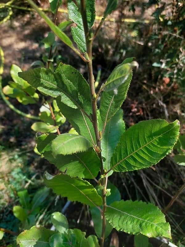 3 katjeswilgen aegyptiaca, En pot, 100 à 250 cm, Plein soleil, Autres espèces