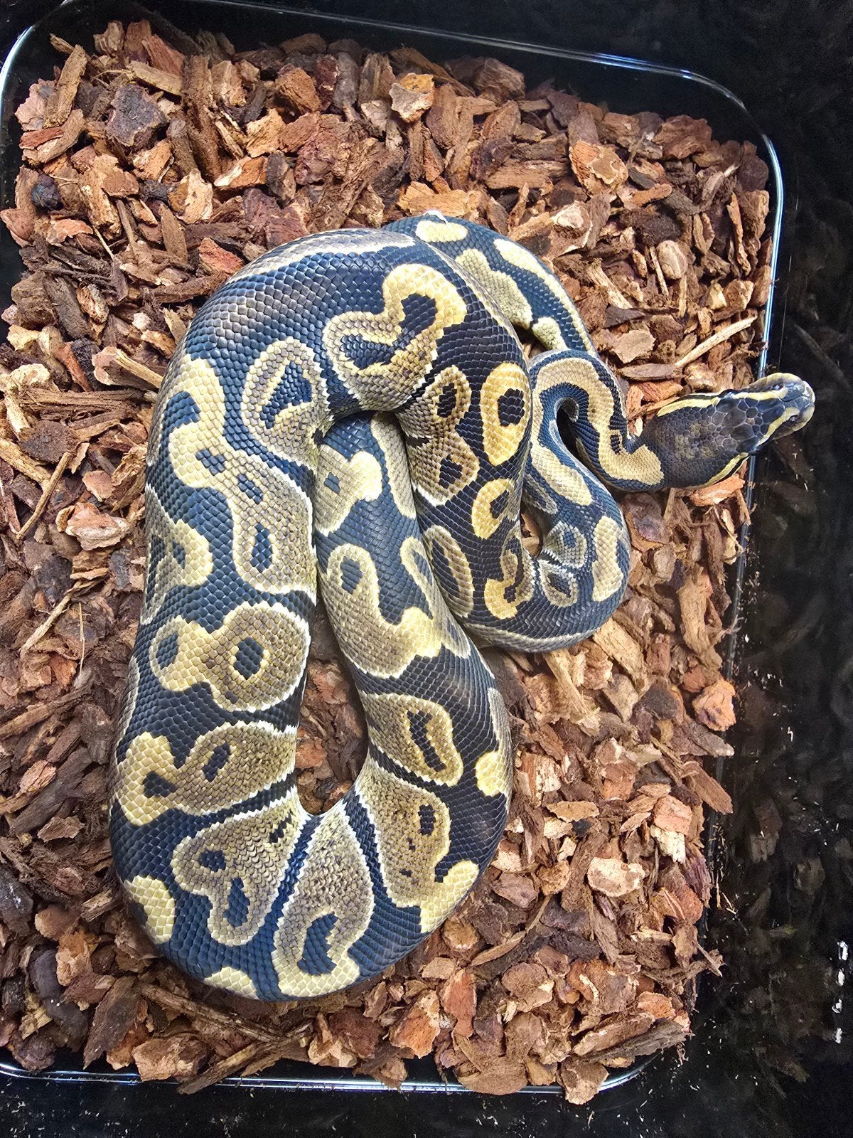 Koningspython (Python regius) – vele kleuren NK2026, Animaux & Accessoires, Reptiles & Amphibiens