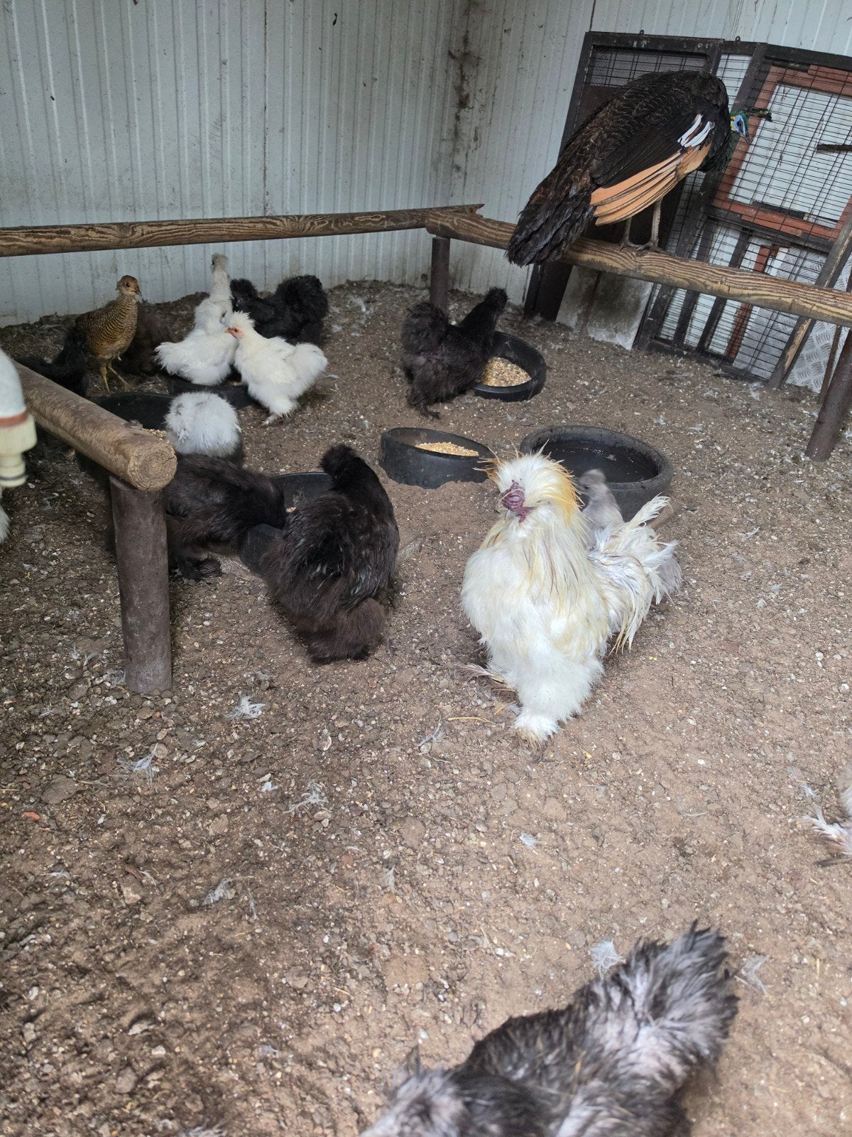 10 hanen zijdehoenders, Mâle, Poule ou poulet
