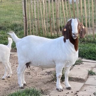 Boerengeit mieke, Dieren en Toebehoren