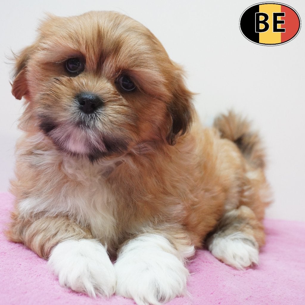 Lhasa Apso, adorables chiots à vendre (belges), Animaux & Accessoires, Commerçant, Maladie de Carré (chiens), Autres races, 8 à 15 semaines