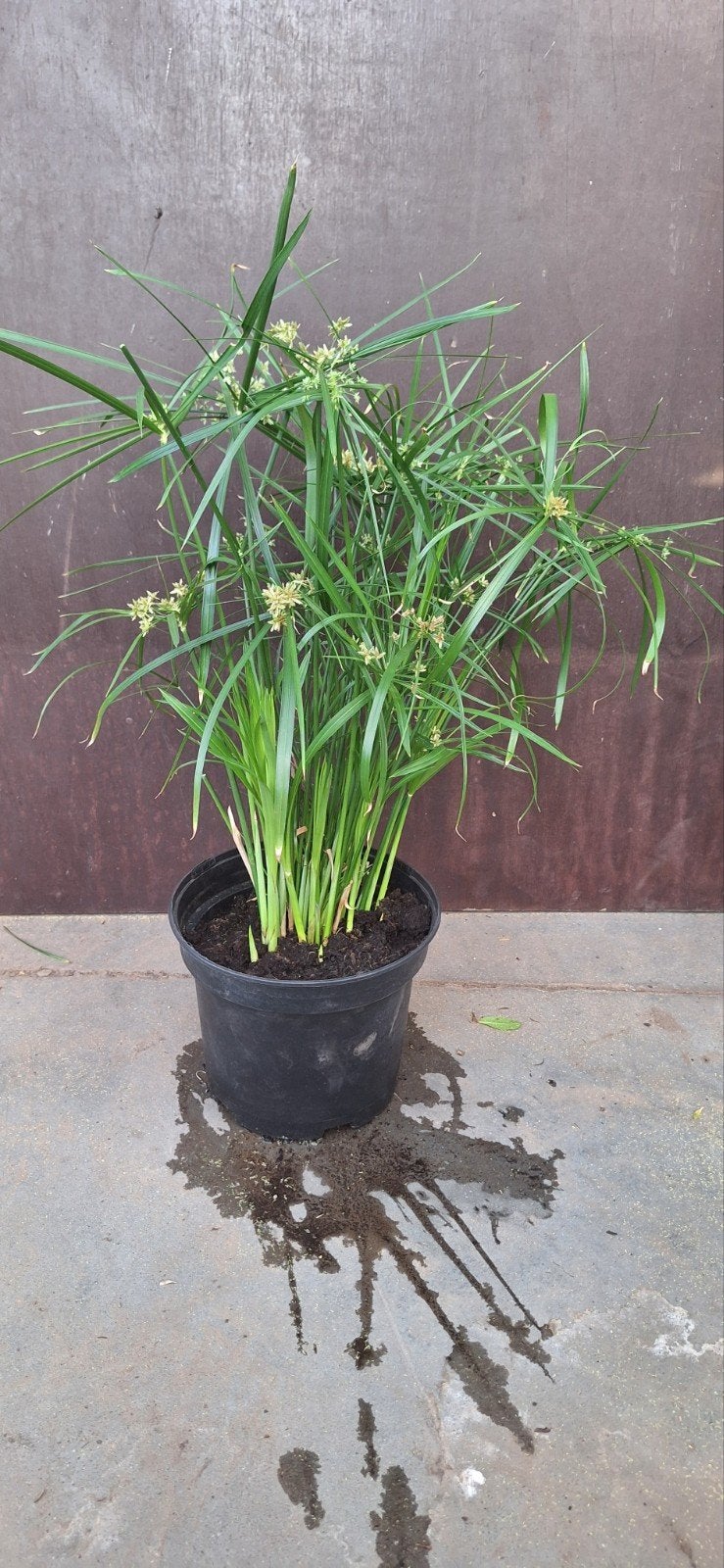 Cyperus alternifolius, papyrus 50cm, kamerplant, Tuin en Terras, Planten | Tuinplanten, Ophalen, Zomer, Vijverplanten