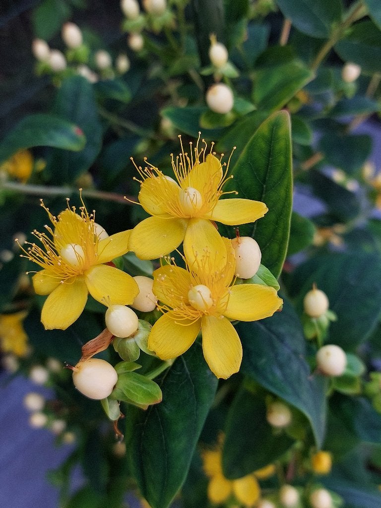 Hypericum - 2 planten beschikbaar - 13 € om uit te kiezen, Tuin en Terras, Planten | Struiken en Hagen, Struik, Overige soorten