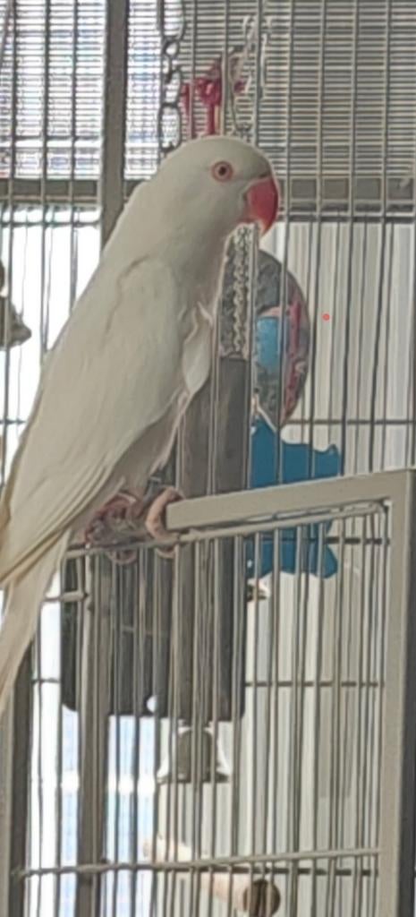 Halsband parkiet albino, Dieren en Toebehoren, Parkiet