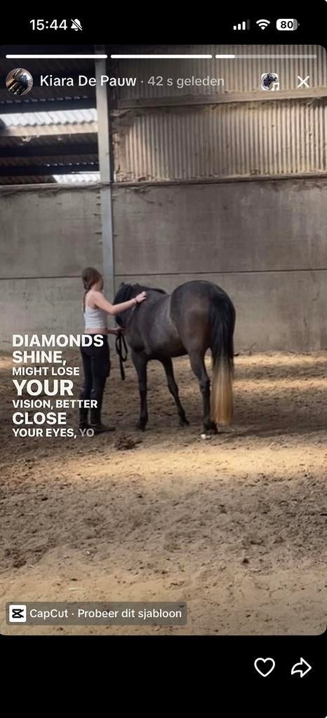 Pony te koop, Dieren en Toebehoren, Zadelmak, Ontwormd