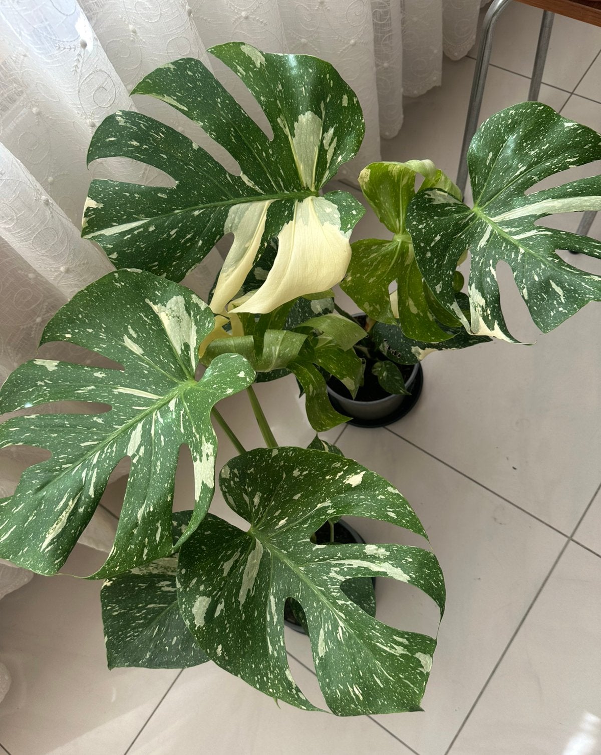 Grande Monstera Thai Constellation, Autres espèces, En pot, Moins de 100 cm, Enlèvement