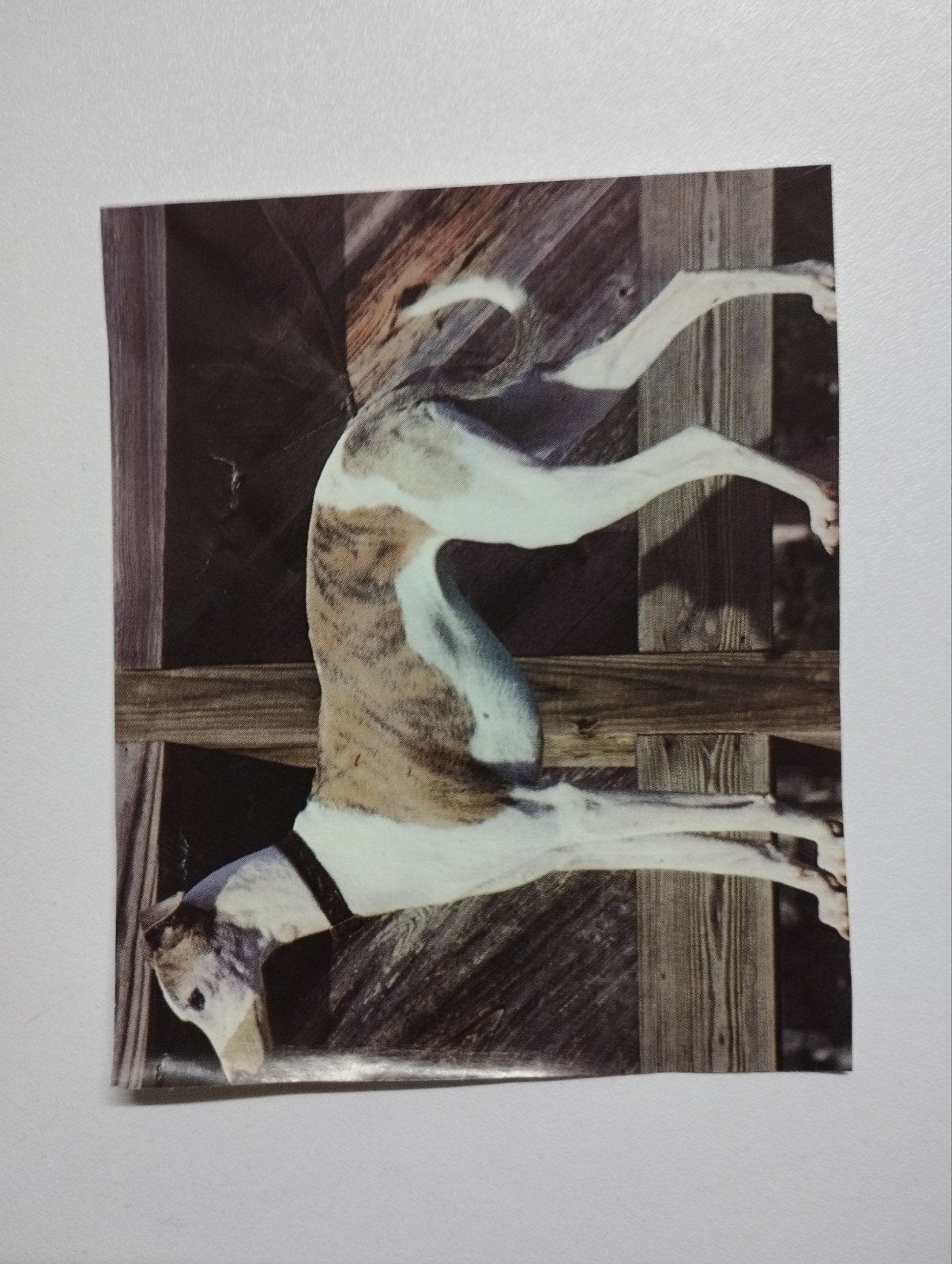 een prent over een hond ras hazewind kleur verschillende, Enlèvement, Gravure