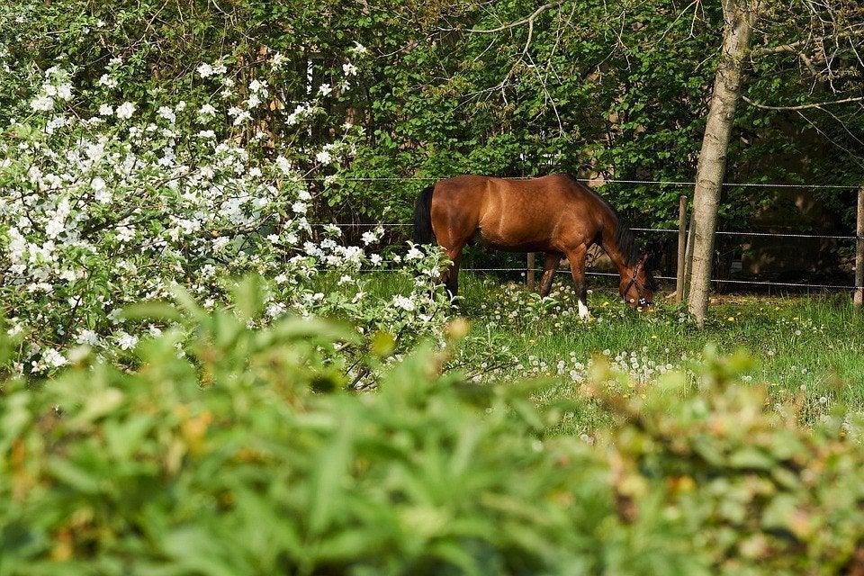 Recherche Prairie à louer sur La hulpe, 2 ou 3 chevaux ou poneys