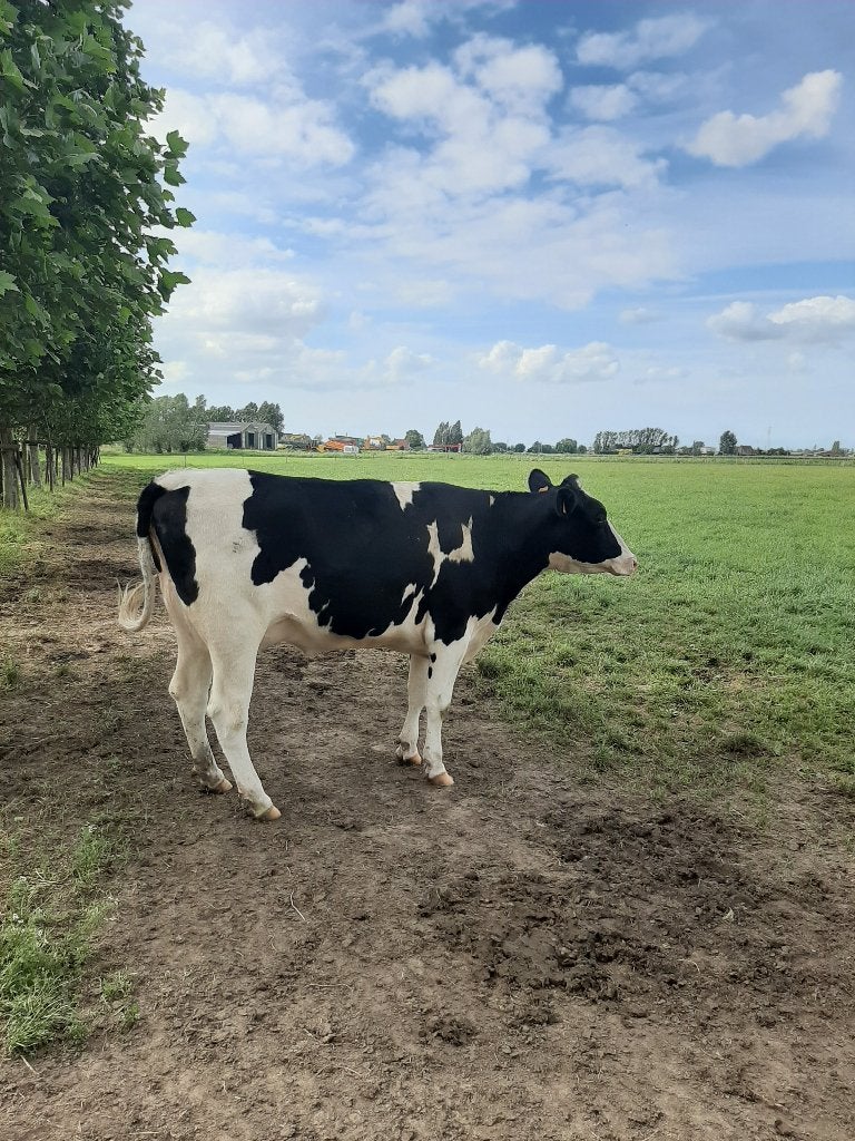Kalfvaars, Dieren en Toebehoren, Vrouwelijk, 0 tot 2 jaar