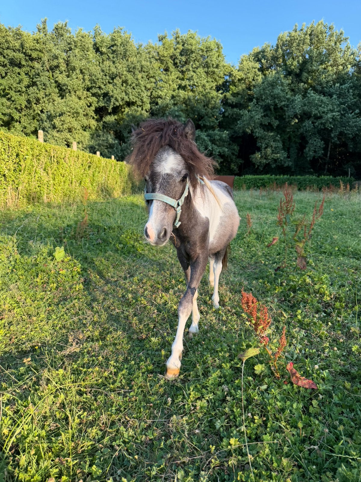 Jaarling mini paardje, Dieren en Toebehoren, Pony's, Hengst, Niet van toepassing, Met stamboom, 0 tot 2 jaar