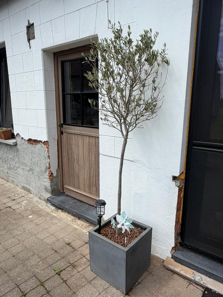 Olijfboom, Tuin en Terras, Ophalen, Zo goed als nieuw