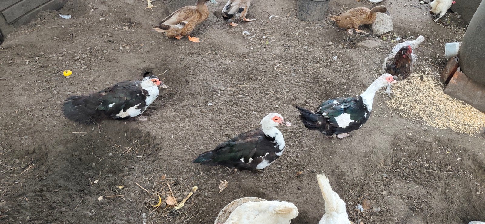Muskus eenden drie stuks, Dieren en Toebehoren, Vrouwelijk, Eend