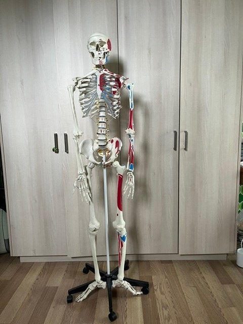 Levensgroot skelet anatomie, Diversen, Schoolbenodigdheden, Nieuw, Ophalen