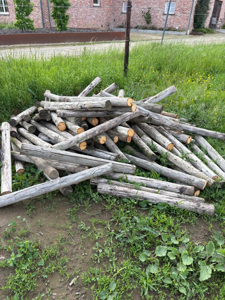 100 kleine weipaaltjes van ongeveer 1 m st, Dieren en Toebehoren, Stalling en Weidegang