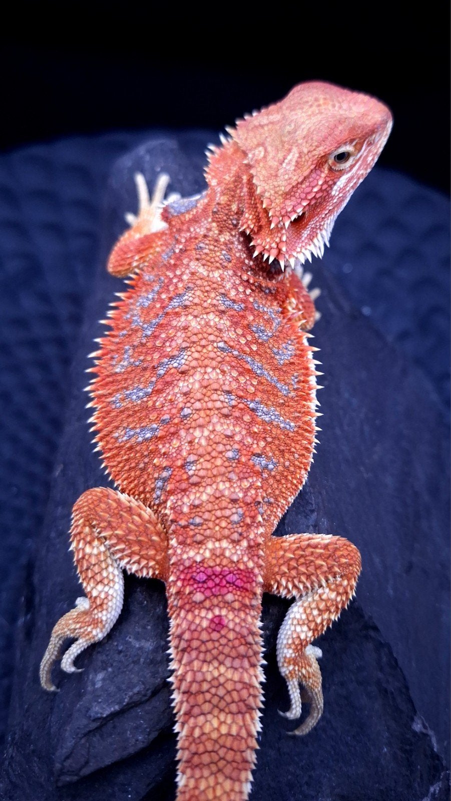 Red Hypo Blue Tiger Baardagaam vrouwtje 9 weken, Hagedis, 0 tot 2 jaar