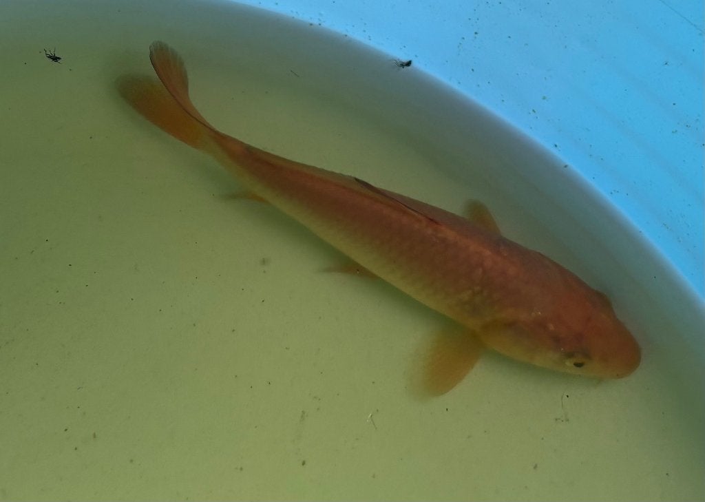 koi van 17cm (lichte chagoi), Dieren en Toebehoren, Vissen | Vijvervissen, Karper of Koi