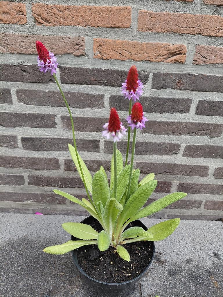 Primula Vialii, Ophalen