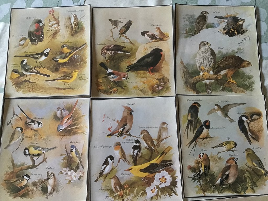 Vogel prenten inheemse vogelsoorten schoolgebruik, Ophalen of Verzenden, Zo goed als nieuw