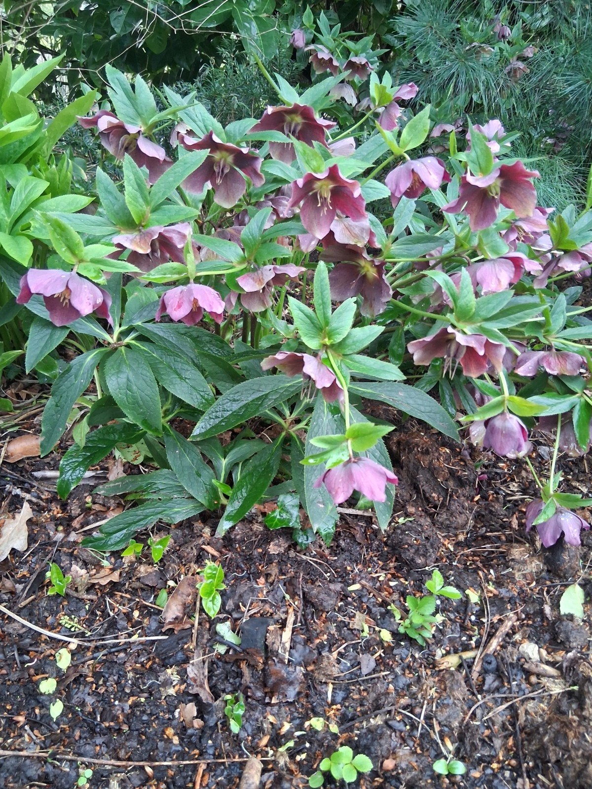 helleborus, Tuin en Terras, Ophalen