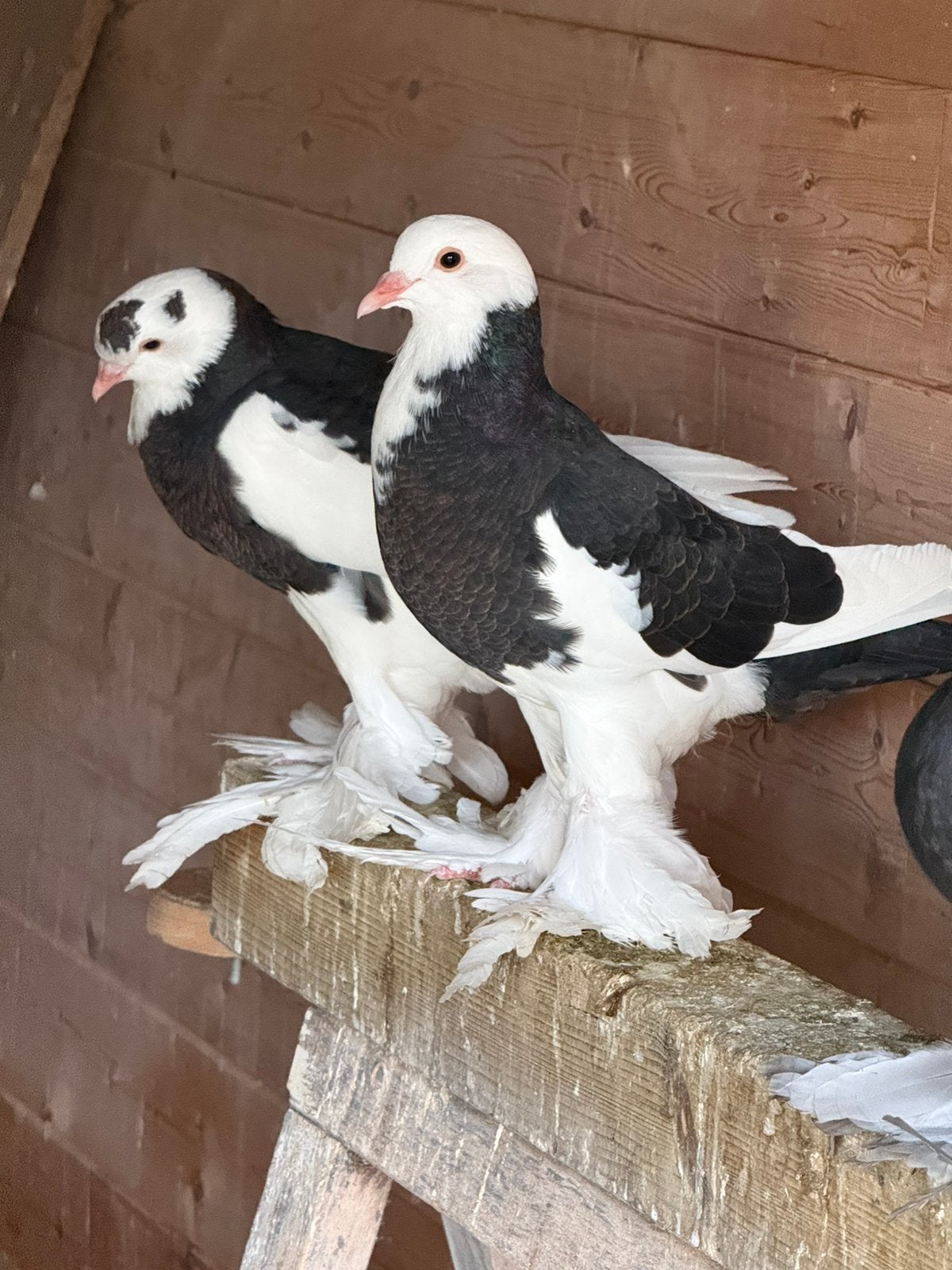 Jonge gentse kroppers 2026, Plusieurs animaux, Boulant
