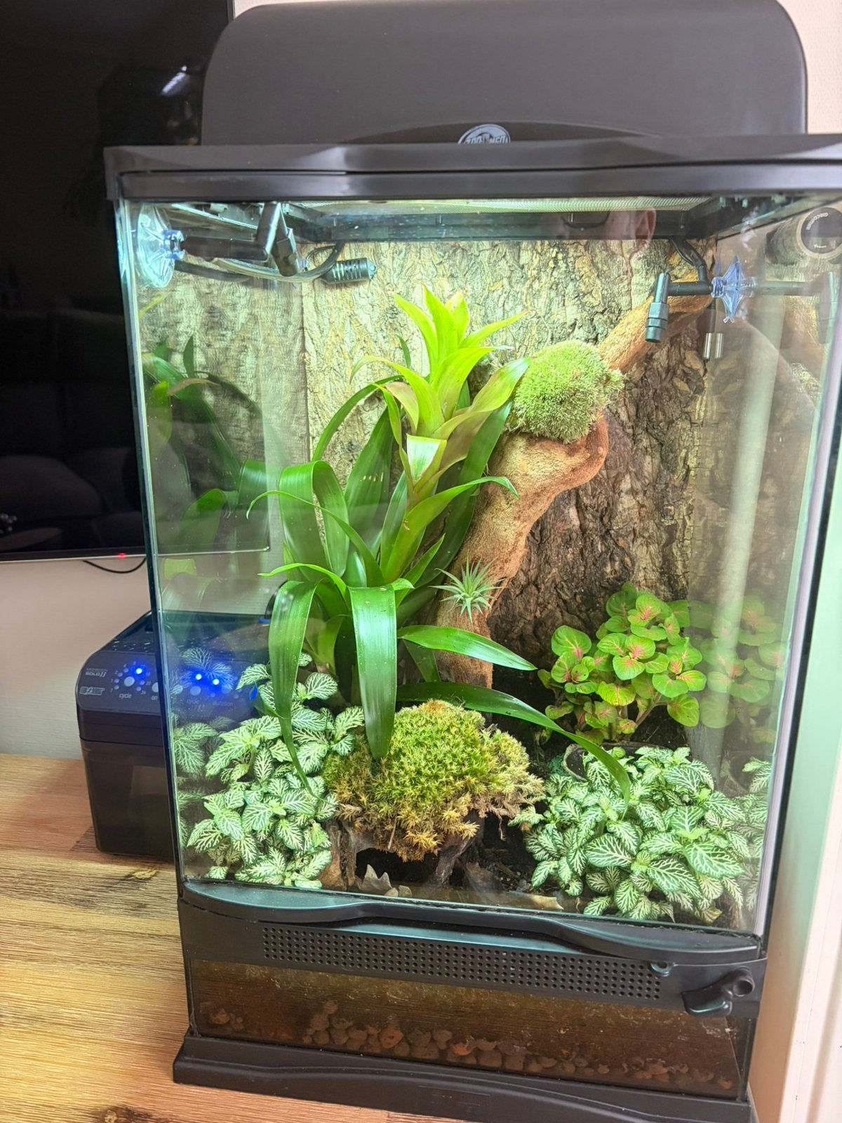 Terrarium met gifkikkertjes, Dieren en Toebehoren, Ophalen, Zo goed als nieuw
