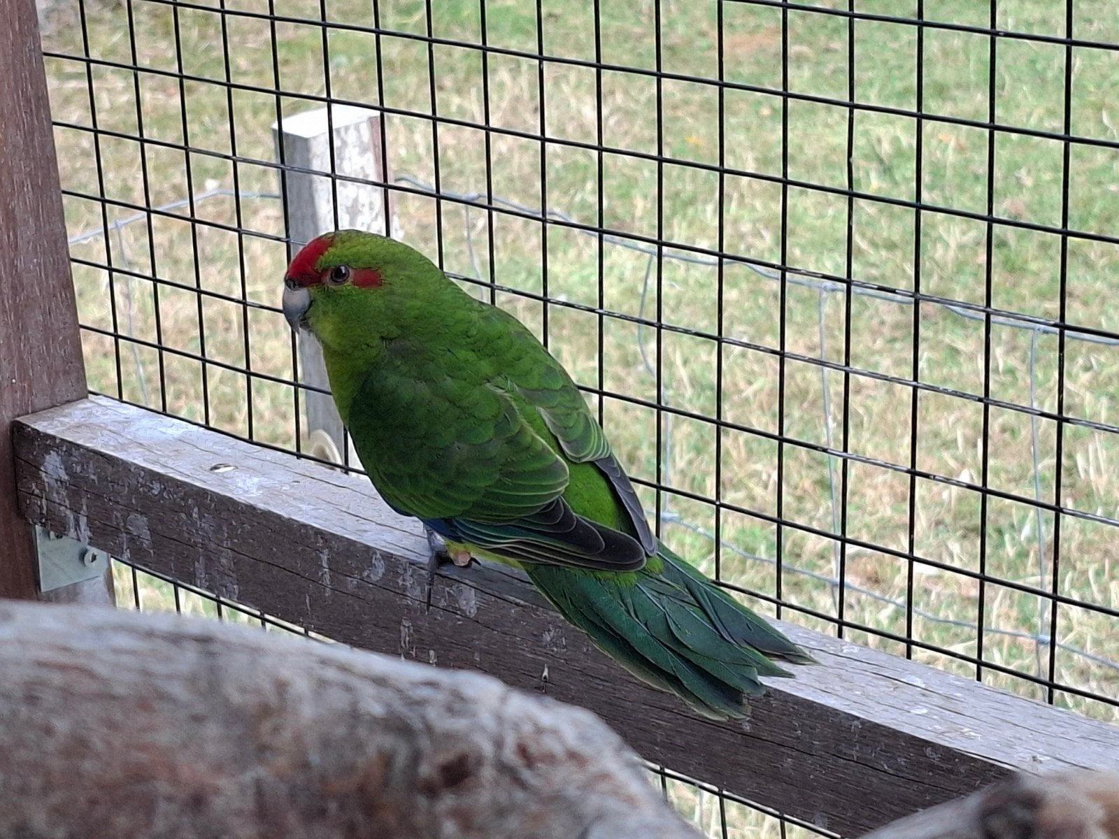 mooie jonge kakarikis, Animaux & Accessoires, Oiseaux | Perruches & Perroquets, Plusieurs animaux, Perruche